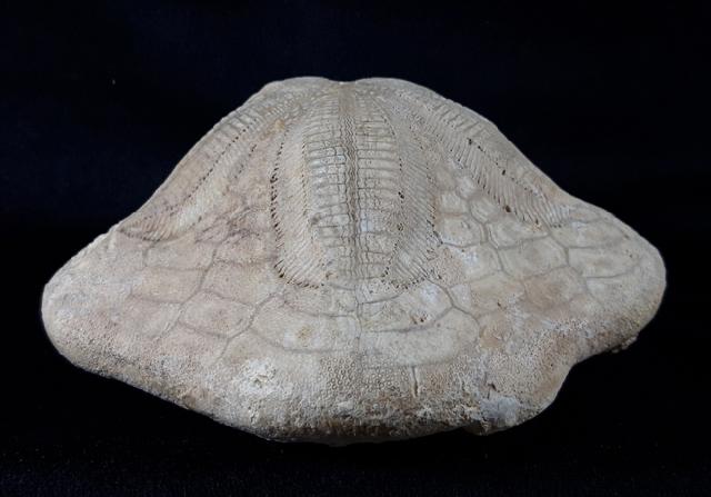 Clypeaster modenai (LOVISATO 1915) - Bild © FossNet FossilienStore